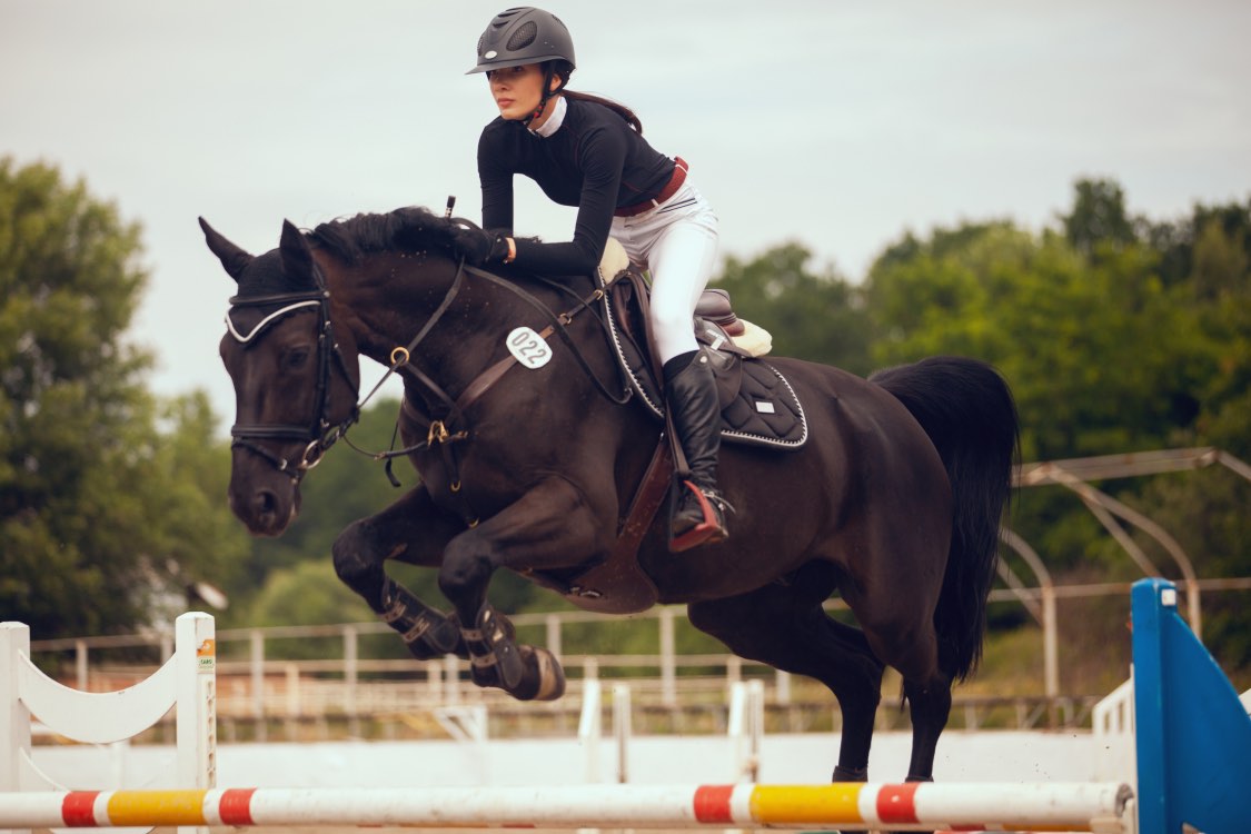 sport equestre